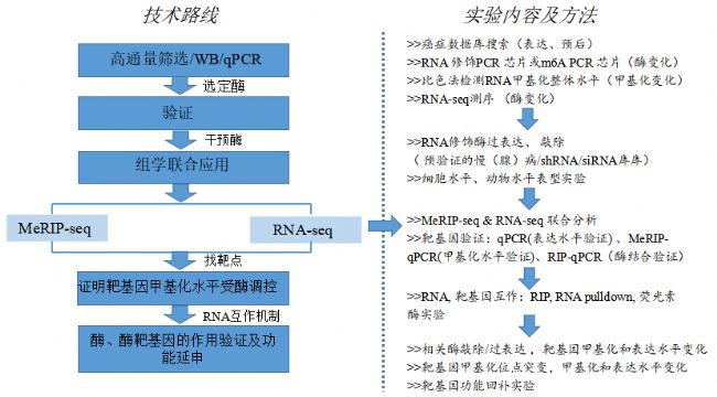 云序生物推薦RNA修飾研究技術路線