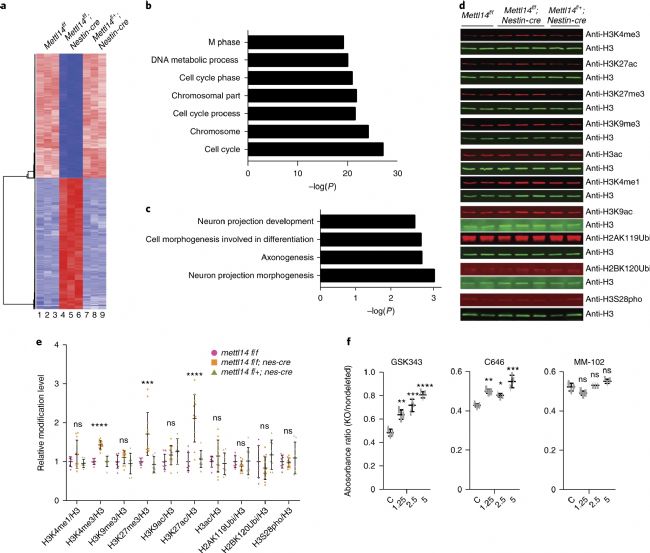 RNA-seqóMettl14½MȫMȰl׃ĶӰ푻_