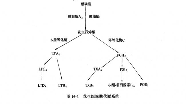 花生四烯酸的環氧化酶產物